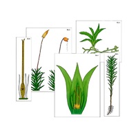 Модель-аппликация "Размножение мха" (ламинированная) - «globural.ru» - Пенза