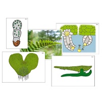 Модель-аппликация "Размножение папоротника" (ламинированная) - «globural.ru» - Пенза