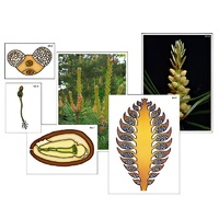 Модель-аппликация "Размножение сосны" (ламинированная) - «globural.ru» - Пенза