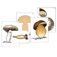 Модель-аппликация "Размножение шляпочного гриба" (ламинированная) - «globural.ru» - Пенза
