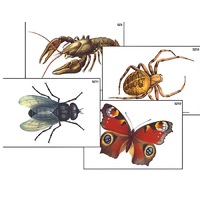 Модель-аппликация "Разнообразие беспозвоночных" (ламинированная) - «globural.ru» - Пенза