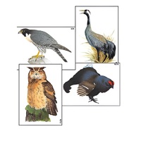 Модель-аппликация "Разнообразие высших хордовых 1. Пресмыкающиеся и птицы" (ламинированная) - «globural.ru» - Пенза