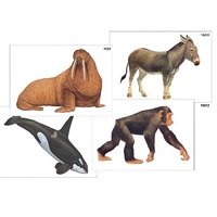 Модель-аппликация "Разнообразие высших хордовых 2. Млекопитающие" (ламинированная) - «globural.ru» - Пенза