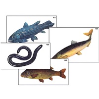 Модель-аппликация "Разнообразие низших и высших хордовых" (ламинированная) - «globural.ru» - Пенза