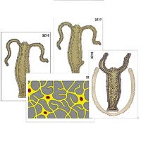 Модель-аппликация "Строение и размножение гидры" (ламинированная) - «globural.ru» - Пенза
