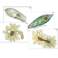 Модель-аппликация "Строение и разнообразие простейших" (ламинированная) - «globural.ru» - Пенза