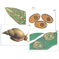 Модель-аппликация "Циклы развития печеночного сосальщика и бычьего цепня" (ламинированная) - «globural.ru» - Пенза