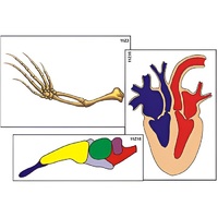 Модель-аппликация "Эволюция важнейших систем органов позвоночных" (ламинированная) - «globural.ru» - Пенза