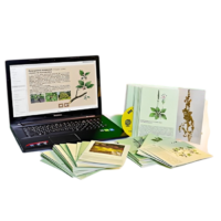 Гербарий натурально-интерактивный "Дикорастущие растения" - «globural.ru» - Пенза