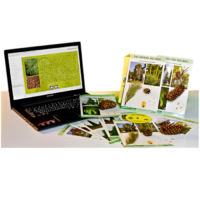 Коллекция натурально-интерактивная "Голосеменные растения" - «globural.ru» - Пенза