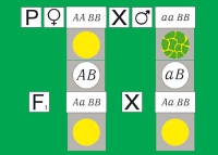 Модель-аппликация Дигибридное скрещивание. Законы Менделя. (набор из 84 карт) - «globural.ru» - Пенза