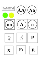 Модель-аппликация Моногибридное скрещивание и его цитологические основы - «globural.ru» - Пенза