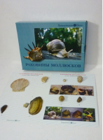 Коллекция "Раковины моллюсков" (вариант 2) - «globural.ru» - Пенза