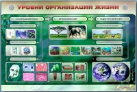 Электрифицированный стенд "Уровни организации жизни" - «globural.ru» - Пенза