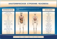 Электрифицированный стенд-тренажер c макетом скелета "Анатомическое строение человека" - «globural.ru» - Пенза