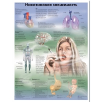 Плакат "Никотиновая зависимость", ламинированный, 50*67 см - «globural.ru» - Пенза