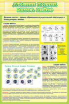 Стенд "Деление клеток митоз, мейоз" - «globural.ru» - Пенза
