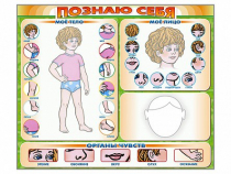 Стенд маркерный "Познаю себя" (тело, голова, органы чувств) - «globural.ru» - Пенза