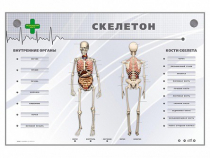 Электрифицированный стенд-тренажер "Скелетон" - «globural.ru» - Пенза