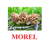 "Mushrooms" ("Грибы") английские карточки Домана - «globural.ru» - Пенза