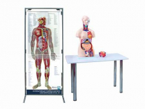 Интерактивный учебный комплекс "Анатомический атлас 3D" - «globural.ru» - Пенза