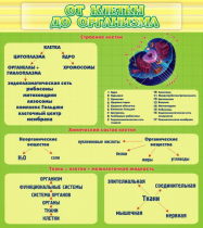 Стенд "От клетки до организма" - «globural.ru» - Пенза