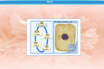 Интерактивные курсы. Биология 6 класс. Базовый  - «globural.ru» - Пенза