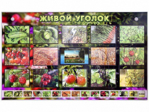 Комплект оборудования "Живой уголок" (растения) с тифлопереводом и сурдокомментариями - «globural.ru» - Пенза