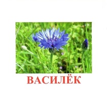 Карточки Домана "Полевые цветы-Травы" - «globural.ru» - Пенза