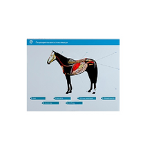 Стенд-планшет светодинамический "Изучение пищеварительной системы сельскохозяйственных животных" со сменными панелями - «globural.ru» - Пенза