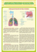 Стенд "Дыхательная система" - «globural.ru» - Пенза