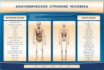 Электрифицированный стенд-тренажер c макетом скелета "Анатомическое строение человека" - «globural.ru» - Пенза