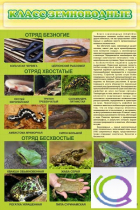 Стенд "Класс земноводные" - «globural.ru» - Пенза