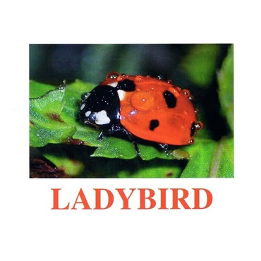 "Insects" ("Насекомые") английские карточки Домана - «globural.ru» - Пенза