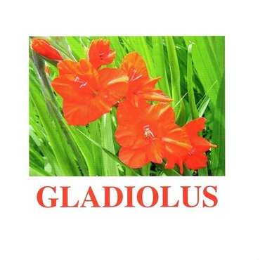 "Flowers-1" ("Цветы-1") английские карточки Домана - «globural.ru» - Пенза