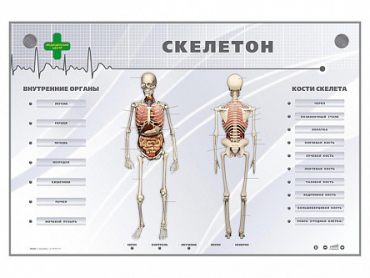 Электрифицированный стенд-тренажер "Скелетон" - «globural.ru» - Пенза