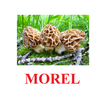 "Mushrooms" ("Грибы") английские карточки Домана - «globural.ru» - Пенза