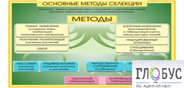 Стенд "Методы селекции и биотехнологии" - «globural.ru» - Пенза