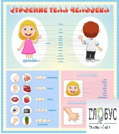 Стенд "Строение человека" для детей - «globural.ru» - Пенза