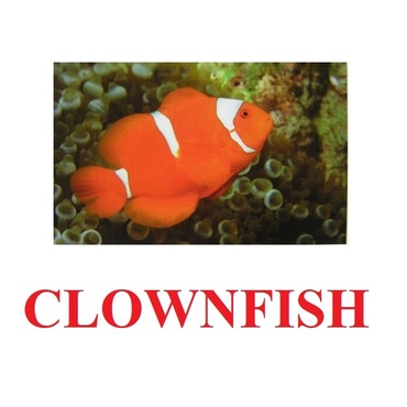 "Fish" ("Рыбы") английские карточки Домана - «globural.ru» - Пенза
