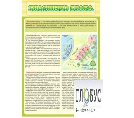 Стенд "Биосинтез белка" - «globural.ru» - Пенза